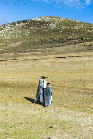 King penguins