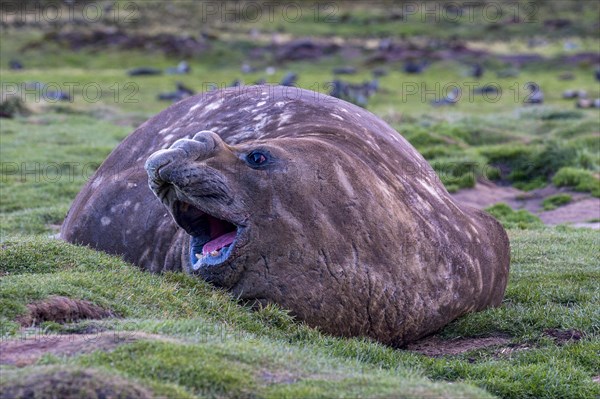 Southern elephant seal