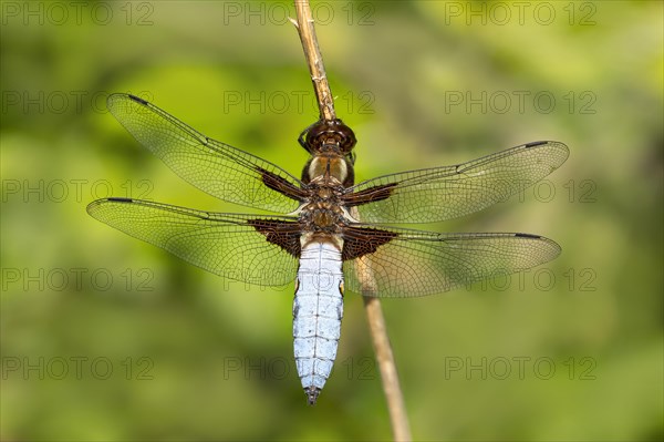 male broad-bodied chaser