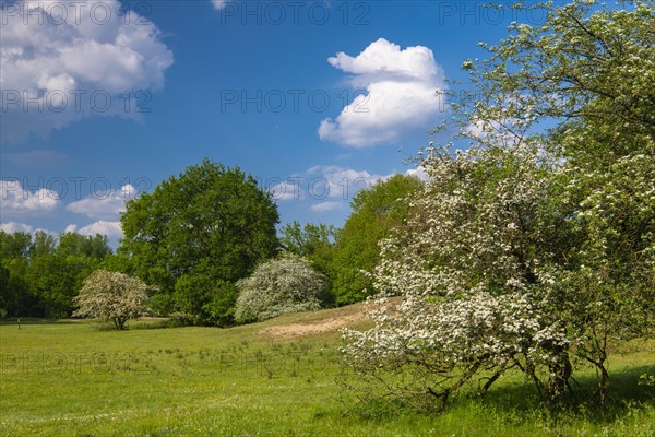 Flowering hawthorn