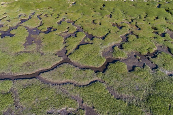 Salt marshes in front of the dike