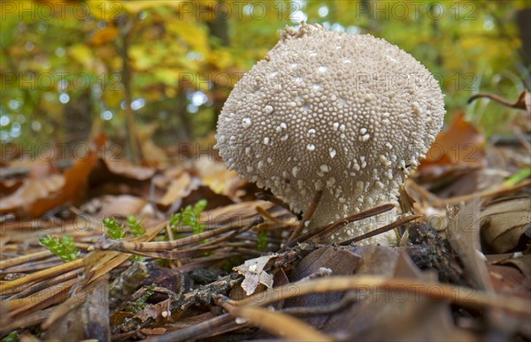 Common puffball