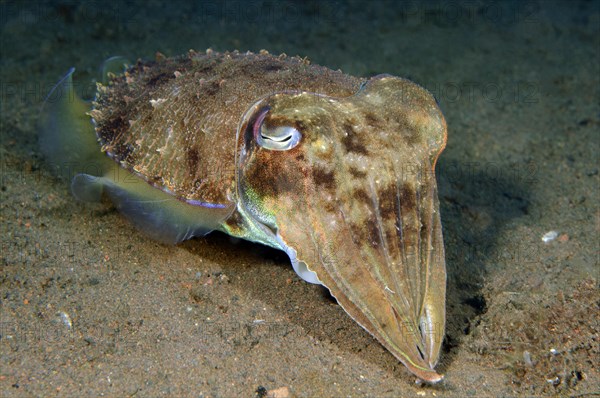 Broadclub Cuttlefish