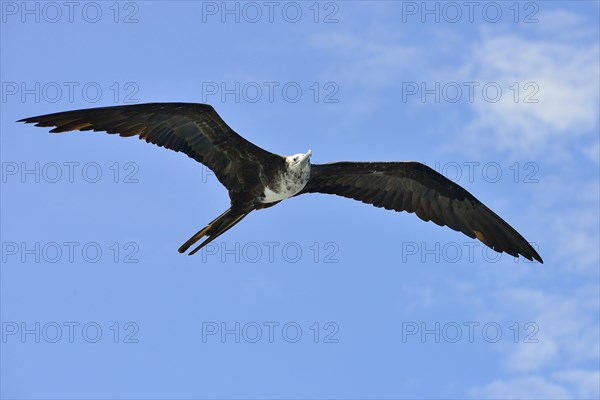 Magnificent frigatebird