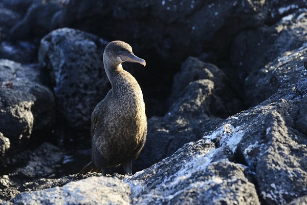 Flightless Cormorant