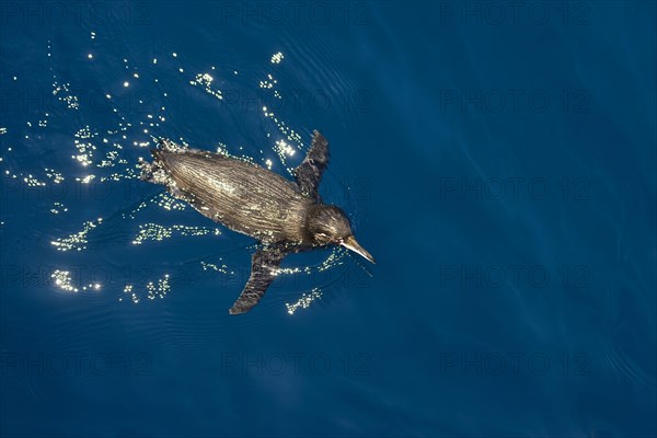 Galapagos Penguin