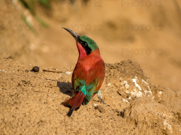 Southern carmine bee-eater