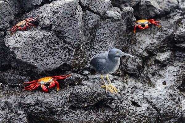 Lava Heron