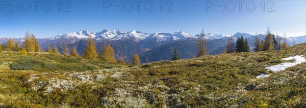 Autumn larch meadows