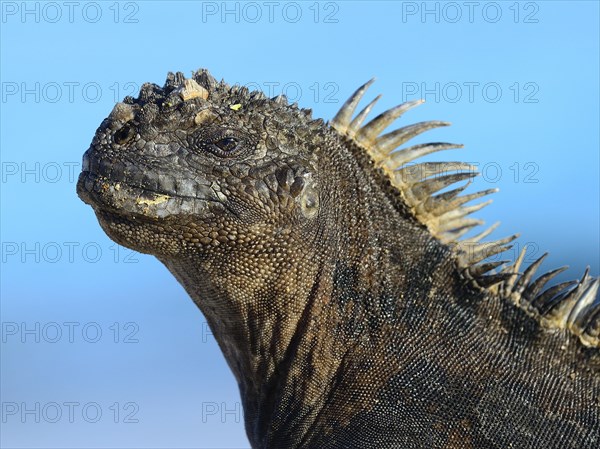 Marine iguana