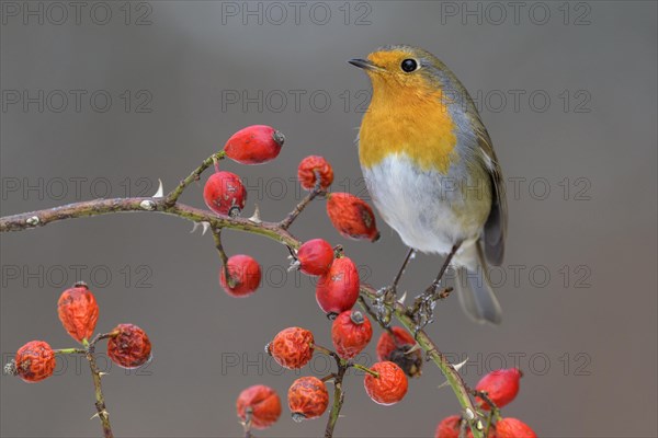 European robin