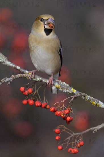 Hawfinch