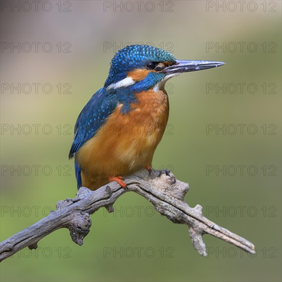 Common kingfisher