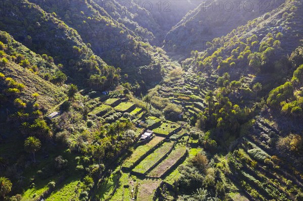 Terraced fields