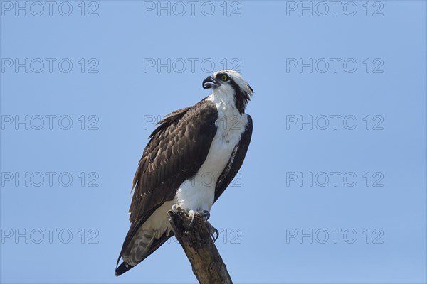 Western osprey