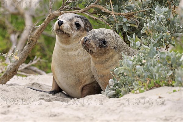 Australian sea lion