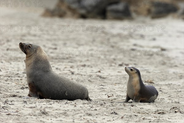 Australian sea lion