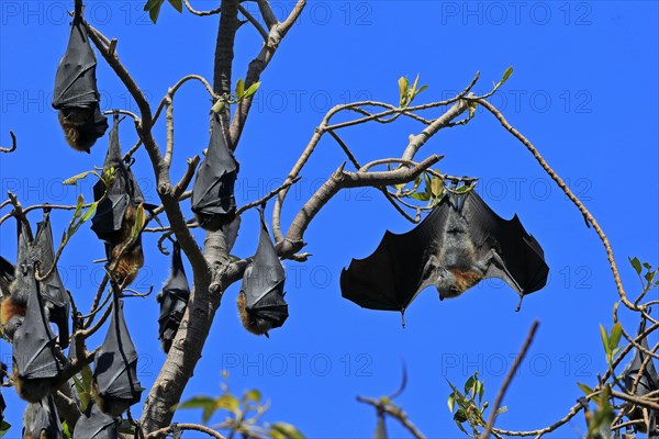 Grey-headed flying fox