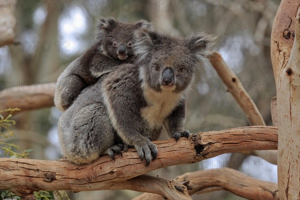 Koalas