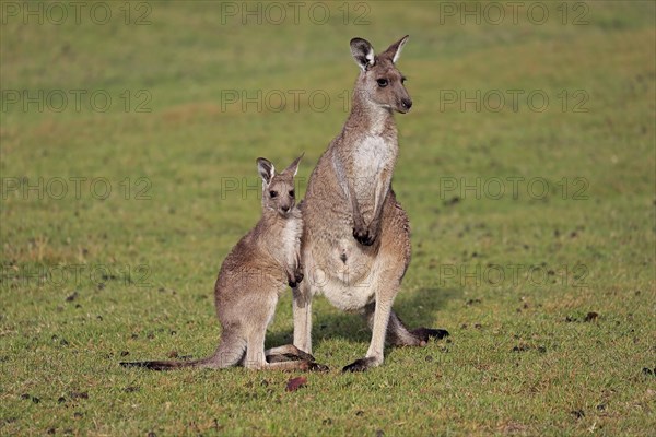 Eastern giant grey kangaroo