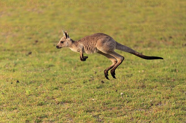 Eastern giant grey kangaroo