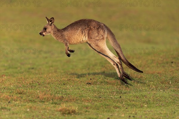 Eastern giant grey kangaroo