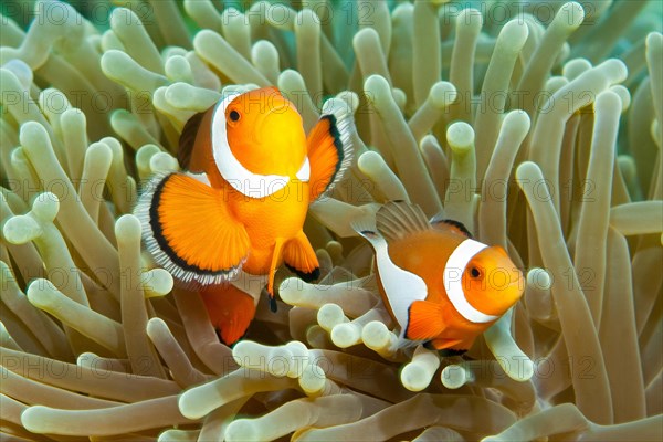 Ocellaris Clownfish