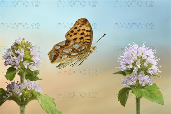 Queen of Spain fritillary