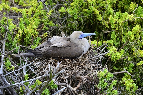 Red-footed Booby