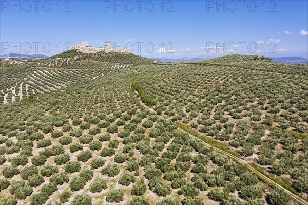 Cultivated olive trees