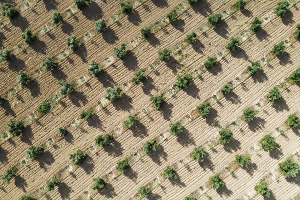 Cultivated olive trees