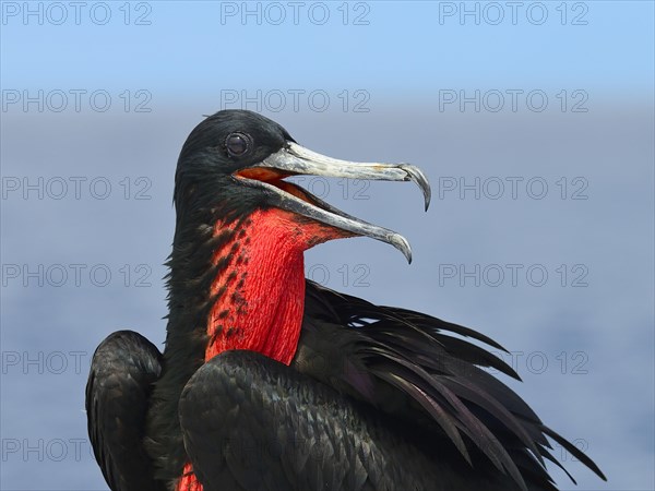 Great Frigatebird