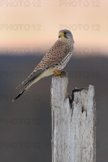 Common Common Kestrel