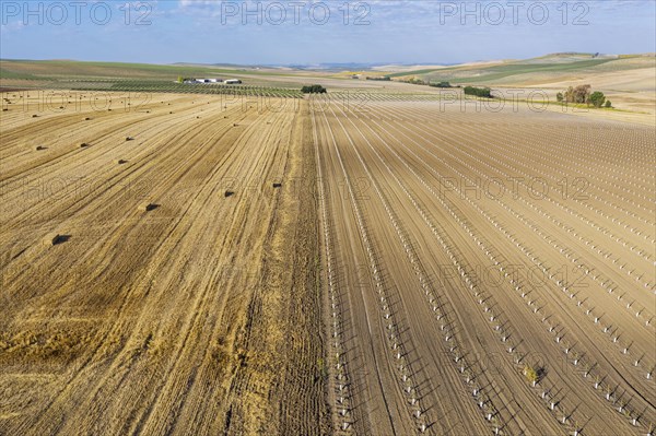 Bales of straw in cornfield after wheat harvest and cultivated young olive trees