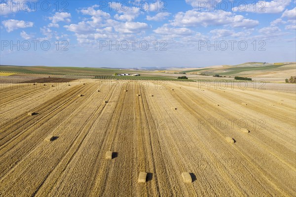 Bales of straw in cornfield after wheat harvest