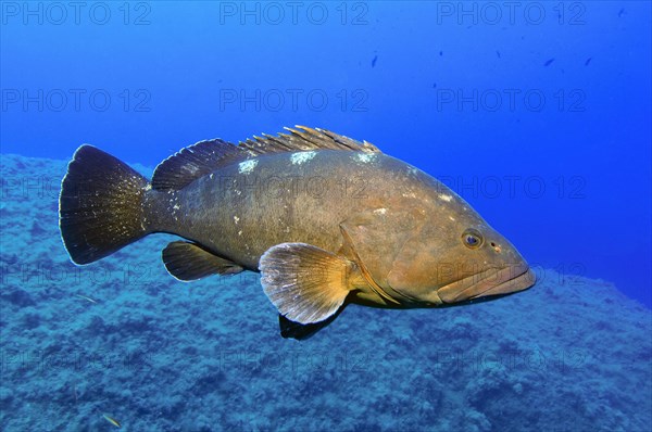 Dusky Grouper