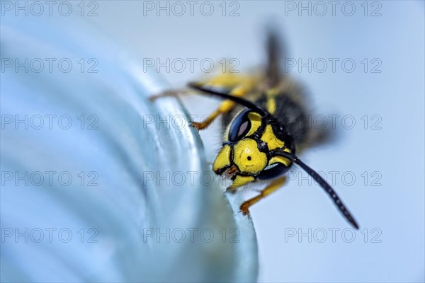 German wasp