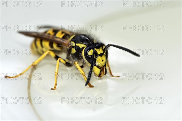 German wasp