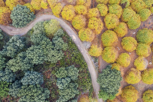 Sweet chestnut trees