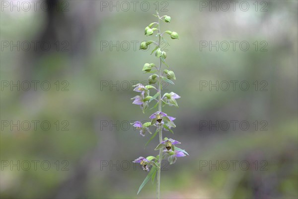 Broad-leaved marshwort