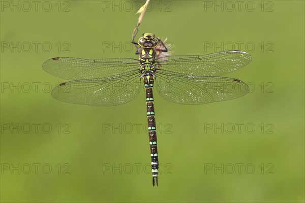 Southern Hawker