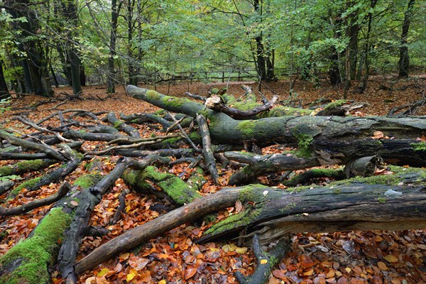 Old fallen trees