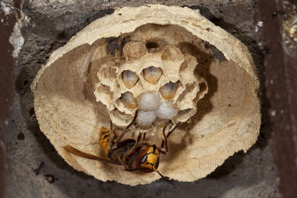 European hornet