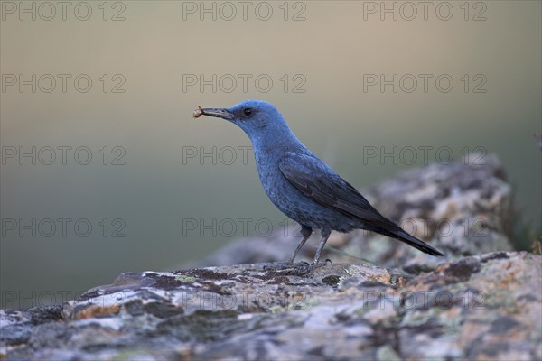 Blue Rock Thrush