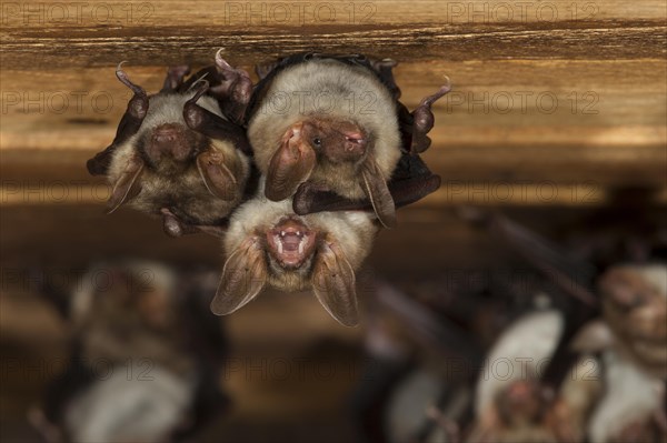 Greater mouse-eared bat