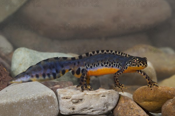 Alpine newt