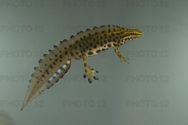 Common newt