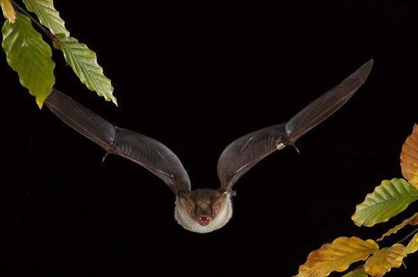 Greater mouse-eared bat