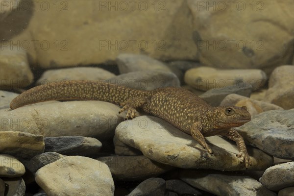 Pyrenean brook salamander