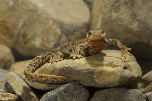 Pyrenean brook salamander